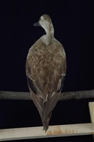 Spot-billed Duck Collection Image, Figure 11, Total 13 Figures